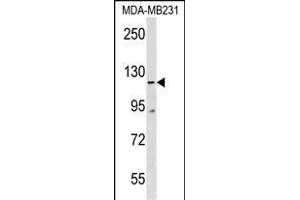 COBLL1 Antibody (N-term) (ABIN1539386 and ABIN2850326) western blot analysis in MDA-M cell line lysates (35 μg/lane). (COBLL1 抗体  (N-Term))
