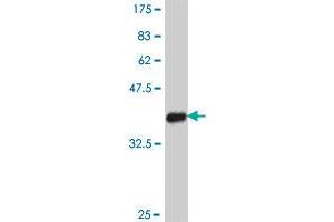 Western Blot detection against Immunogen (38. (RAD9B 抗体  (AA 150-258))