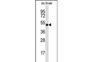 HOXD10 Antibody (C-term) (ABIN656539 and ABIN2845803) western blot analysis in mouse liver tissue lysates (35 μg/lane). (HOXD10 抗体  (C-Term))