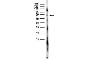 Western blot analysis of lysates from HUVEC cells(LPS,4h treatment), using Foxp3 Antibody at 1/1000 dilution.