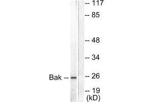 Western Blotting (WB) image for anti-BCL2-Antagonist/killer 1 (BAK1) (N-Term) antibody (ABIN1848436) (BAK1 抗体  (N-Term))