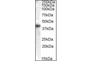 Image no. 1 for anti-Glutamic-Oxaloacetic Transaminase 1, Soluble (Aspartate Aminotransferase 1) (GOT1) (Internal Region) antibody (ABIN372773) (GOT1 抗体  (Internal Region))