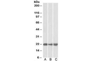 Western blot of mouse NIH3T3 (A), and human HEK293 (B) and HepG2 (C) lysate with PEBP1 antibody at 0. (PEBP1 抗体)