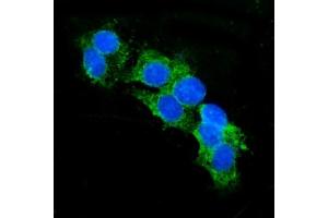 IF analysis of CD13/ANPEP using anti-CD13/ANPEP antibody (ABIN7600089).