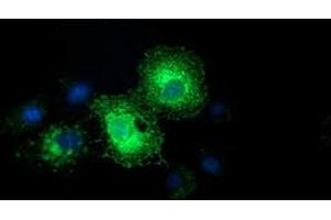 Anti-EFNA2 mouse monoclonal antibody (ABIN2453845) immunofluorescent staining of COS7 cells transiently transfected by pCMV6-ENTRY EFNA2 (RC213728). (Ephrin A2 抗体)
