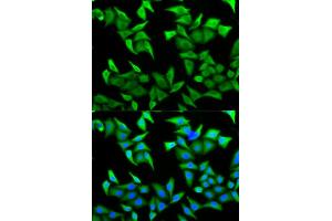 Immunofluorescence analysis of HeLa cells using PVRL2 antibody (ABIN5973114). (PVRL2 抗体)