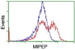 Image no. 9 for anti-Mitochondrial Intermediate Peptidase (MIPEP) (AA 174-516) antibody (ABIN1491016)