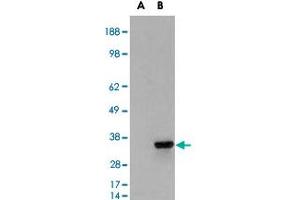 HEK293 overexpressing PSMF1 and probed with PSMF1 polyclonal antibody  (mock transfection in first lane), tested by Origene. (PSMF1 抗体)