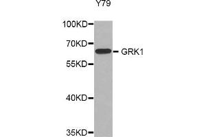 Western blot analysis of extracts of Y79 cell line, using GRK1 antibody. (GRK1 抗体)