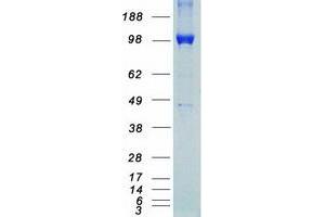 Validation with Western Blot