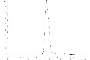 The purity of Human CX3CL1 is greater than 95 % as determined by SEC-HPLC. (CX3CL1 Protein (AA 25-341) (His tag))
