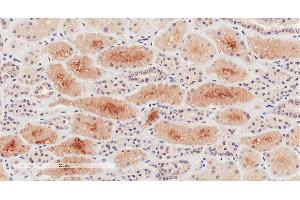 ABIN870670 (2µg/ml) staining of paraffin embedded Human Kidney.