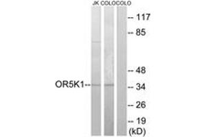 Western blot analysis of extracts from COLO/Jurkat cells, using OR5K1 Antibody. (OR5K1 抗体  (AA 56-105))