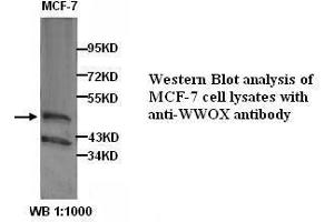 Image no. 1 for anti-WW Domain Containing Oxidoreductase (WWOX) antibody (ABIN790974) (WWOX 抗体)