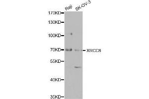 Western blot analysis of extracts of various cell lines, using XRCC6 antibody (ABIN5971106) at 1/1000 dilution. (XRCC6 抗体)