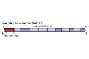 Image no. 3 for anti-General Transcription Factor III (GTF2I) (AA 17-123) antibody (ABIN968264) (GTF2I 抗体  (AA 17-123))