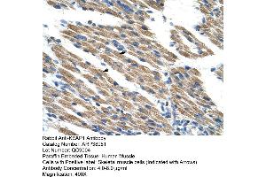 Human Muscle (KEAP1 抗体  (C-Term))