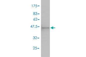 Western Blot detection against Immunogen (43. (MKNK2 抗体  (AA 1-158))