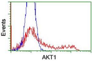 Image no. 2 for anti-V-Akt Murine Thymoma Viral Oncogene Homolog 1 (AKT1) antibody (ABIN1496559) (AKT1 抗体)