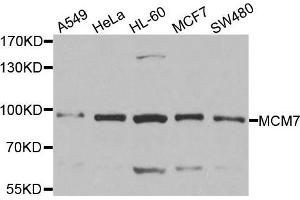 MCM7 抗体  (AA 360-719)