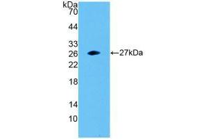 Figure. (SNAP23 抗体  (AA 1-211))