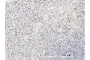 Immunostaining (ISt) image for anti-Azurocidin 1 (AZU1) (AA 1-251) antibody (ABIN947605)