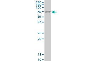 HSPA1B monoclonal antibody (M05), clone 2D11. (HSPA1B 抗体  (AA 531-611))