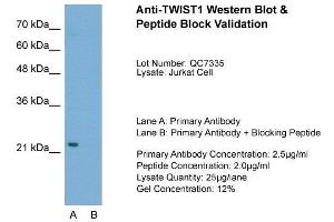 Host:  Rabbit  Target Name:  TWIST1  Sample Type:  Jurkat  Lane A:  Primary Antibody  Lane B:  Primary Antibody + Blocking Peptide  Primary Antibody Concentration:  2. (TWIST1 抗体  (C-Term))
