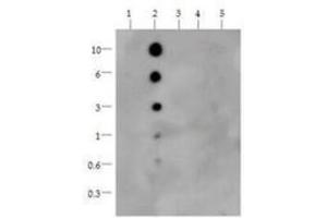 Dot Blot (DB) image for anti-Histone 3 (H3) (H3K36me) antibody (ABIN5706763)