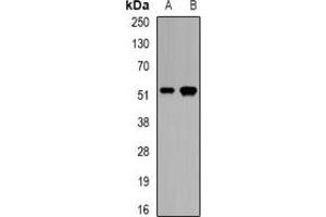 Western blot analysis of CALCOCO2 expression in mouse pancreas (A), rat skeletal muscle (B) whole cell lysates. (CALCOCO2 抗体)