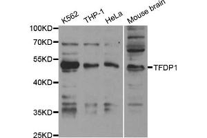 Western Blotting (WB) image for anti-Transcription Factor Dp-1 (TFDP1) antibody (ABIN1876610) (DP1 抗体)