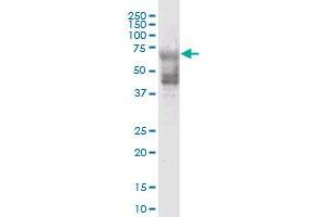 KRT74 MaxPab polyclonal antibody. (KRT74 抗体  (AA 1-529))