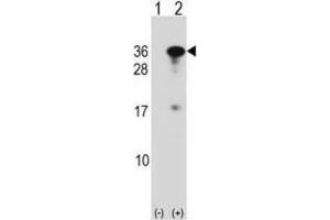 Western Blotting (WB) image for anti-RING1 and YY1 Binding Protein (RYBP) antibody (ABIN2998877) (RYBP 抗体)
