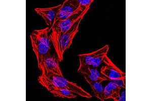 Immunofluorescence (IF) image for anti-NLR Family, CARD Domain Containing 4 (NLRC4) (pSer533) antibody (ABIN5611210)