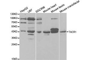 Western blot analysis of extracts of various cell lines, using TACR1 antibody. (TACR1 抗体)
