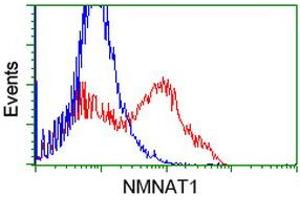 HEK293T cells transfected with either RC204825 overexpress plasmid (Red) or empty vector control plasmid (Blue) were immunostained by anti-NMNAT1 antibody (ABIN2454078), and then analyzed by flow cytometry. (NMNAT1 抗体)
