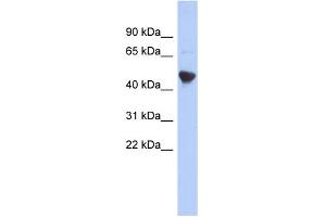 WB Suggested Anti-IER5L Antibody Titration: 0. (IER5L 抗体  (Middle Region))