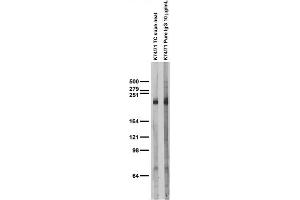 Adult rat brain membrane immunoblot.