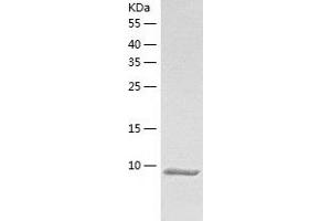Western Blotting (WB) image for S100 Calcium Binding Protein G (S100G) (AA 2-79) protein (His tag) (ABIN7124976) (S100G Protein (AA 2-79) (His tag))