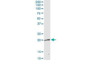MRPL12 MaxPab rabbit polyclonal antibody. (MRPL12 抗体  (AA 1-198))