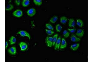 Immunofluorescent analysis of A549 cells using ABIN7160353 at dilution of 1:100 and Alexa Fluor 488-congugated AffiniPure Goat Anti-Rabbit IgG(H+L) (CHRM5 抗体  (AA 220-427))
