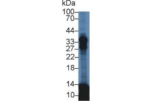 Western Blotting (WB) image for anti-Apolipoprotein E (APOE) (AA 19-181) antibody (ABIN7429133)
