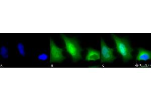 Immunocytochemistry/Immunofluorescence analysis using Rabbit Anti-SOD (Cu/Zn) Polyclonal Antibody . (SOD1 抗体  (Atto 488))