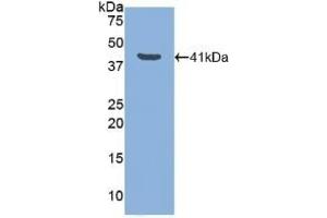 Detection of Recombinant LTF, Canine using Polyclonal Antibody to Lactoferrin (LTF) (Lactoferrin 抗体  (AA 28-351))