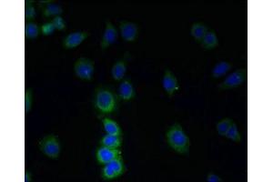 Immunofluorescent analysis of LO2 cells using ABIN7173386 at dilution of 1:100 and Alexa Fluor 488-congugated AffiniPure Goat Anti-Rabbit IgG(H+L)
