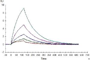 Anti-CD38 Antibody captured on Protein A chip, can bind Human CD38, His Tag with an affinity constant of 0. (CD38 Protein (AA 43-300) (His tag))