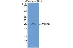 Western Blotting (WB) image for anti-Beta Lactoglobulin (LGB) (AA 19-178) antibody (ABIN1866902) (Beta Lactoglobulin (LGB) (AA 19-178) 抗体)