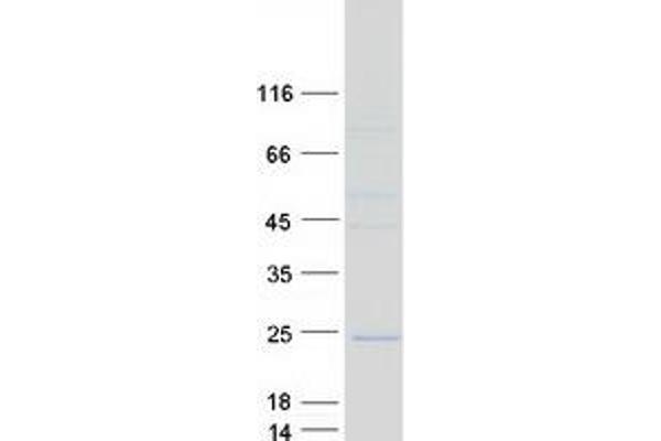ARL1 Protein (Myc-DYKDDDDK Tag)