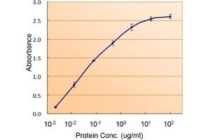 Image no. 1 for anti-RAD9 Homolog A (S. Pombe) (RAD9A) (C-Term) antibody (ABIN374855) (RAD9A 抗体  (C-Term))