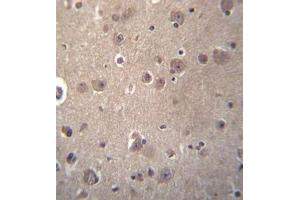 Formalin fixed, paraffin embedded human brain tissue stained with SNX4 Antibody (C-term) followed by peroxidase conjugation of the secondary antibody and DAB staining. (Sorting Nexin 4 抗体  (C-Term))